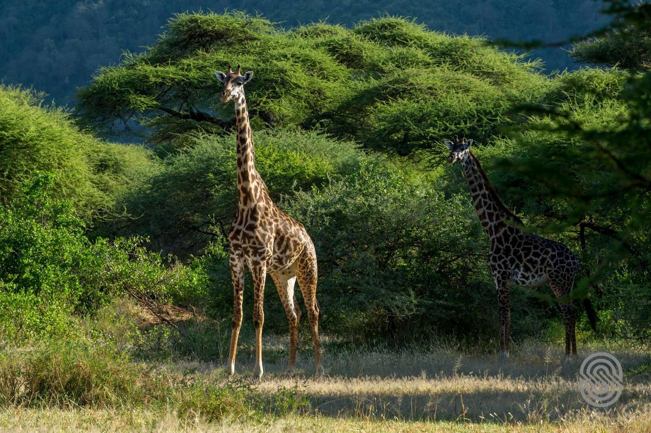 Lake Manyara Serena Safari Lodge คาราทู ภายนอก รูปภาพ